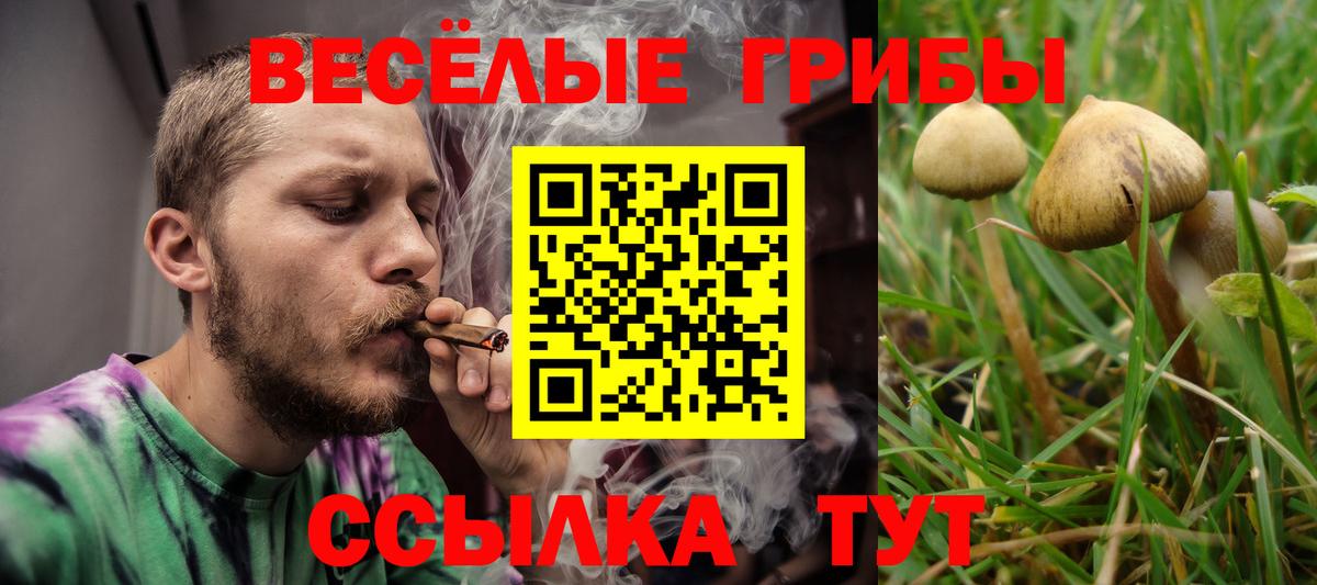 Псилоцибиновые грибы Psilocybe Ковров